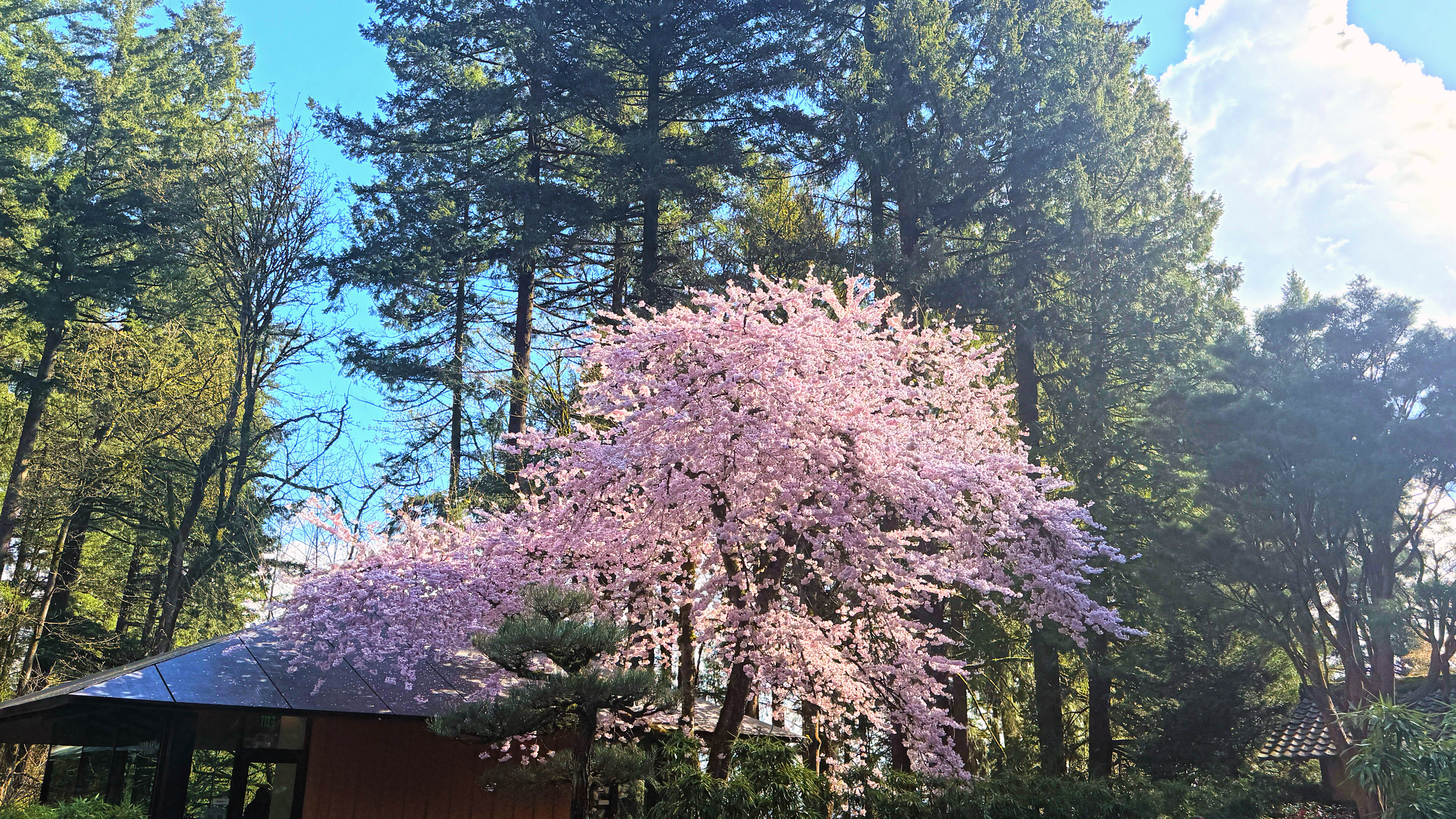 Cherry Blossoms and Castle Walls