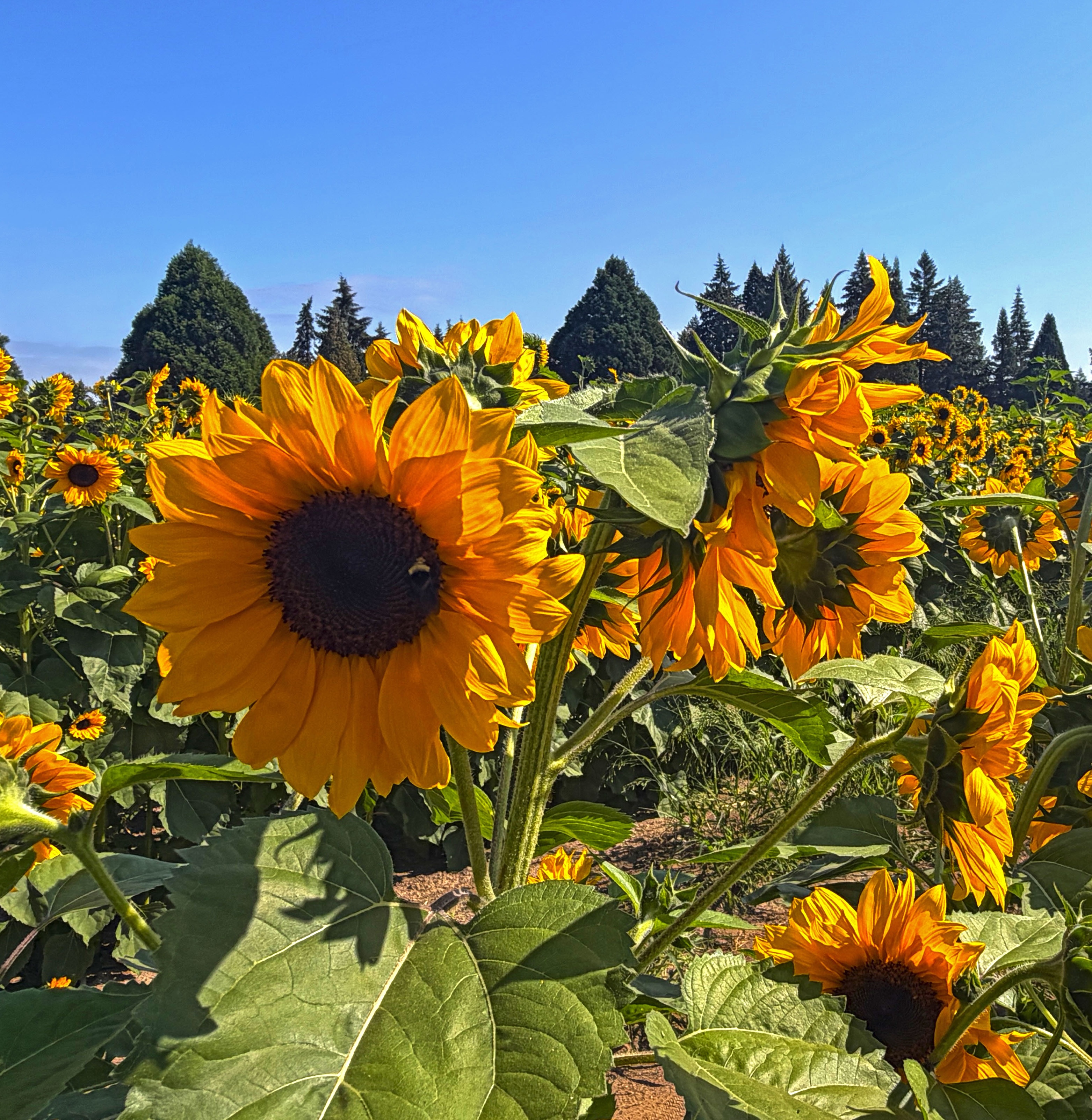 Among the Sunflowers at Lee Farms
